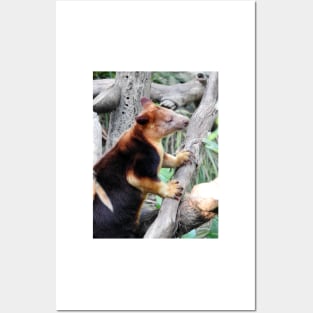 Tree Kangaroo Posters and Art